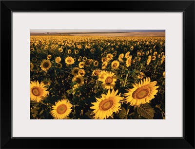 Morning Light On A Sunflower Field