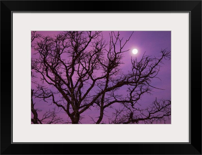 Morning moon over silhouette of bare tree on Christmas morning against purple colored sky near Dallas, Texas.