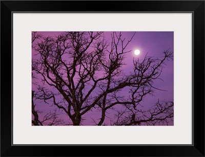 Morning moon over silhouette of bare tree against purple colored sky near Dallas, Texas.