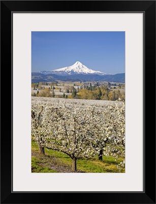 Mount Hood in the background of an apple orchard, Oregon