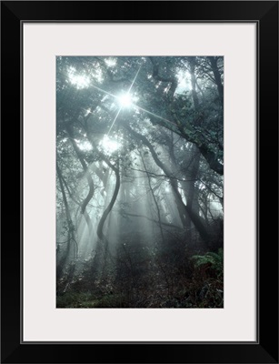 Mt. Tamalpais, California