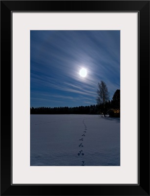 Night with full moon and rabbit tracks.