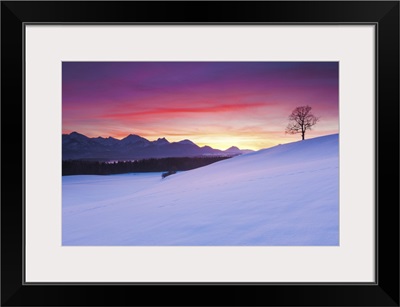 Oak tree and snow-covered landscape in the Allgau Alps, Bavaria, Germany.