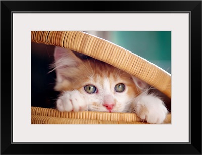 Orange and white kitten in basket.
