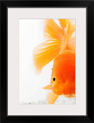 Orange lionhead goldfish (Carassius auratus). Hooded variety of fancy goldfish.