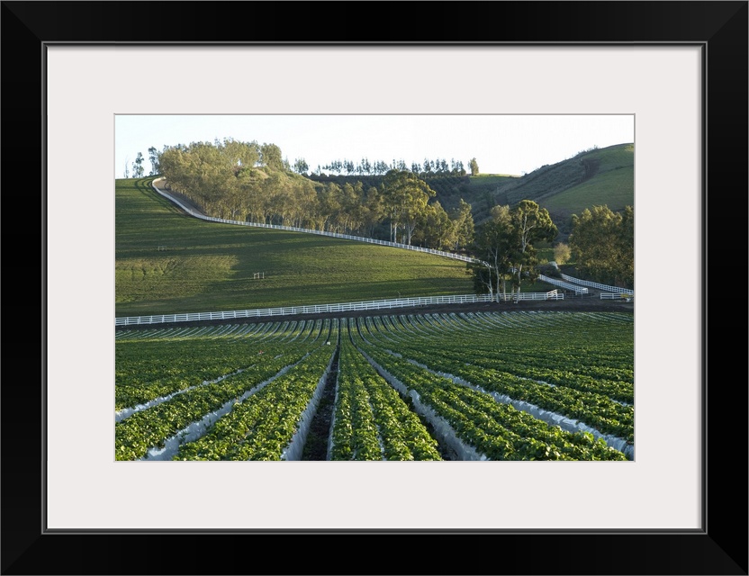 Organic Strawberry farm.