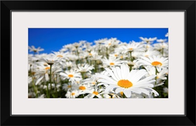 Ox-eye Daisies