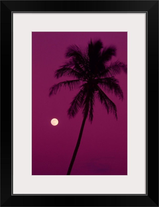 Palm tree with moon in a bright pink sky.