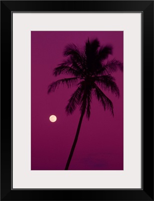 Palm tree with moon in a bright pink sky.