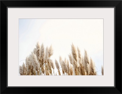 Pampas Grass In The Sky