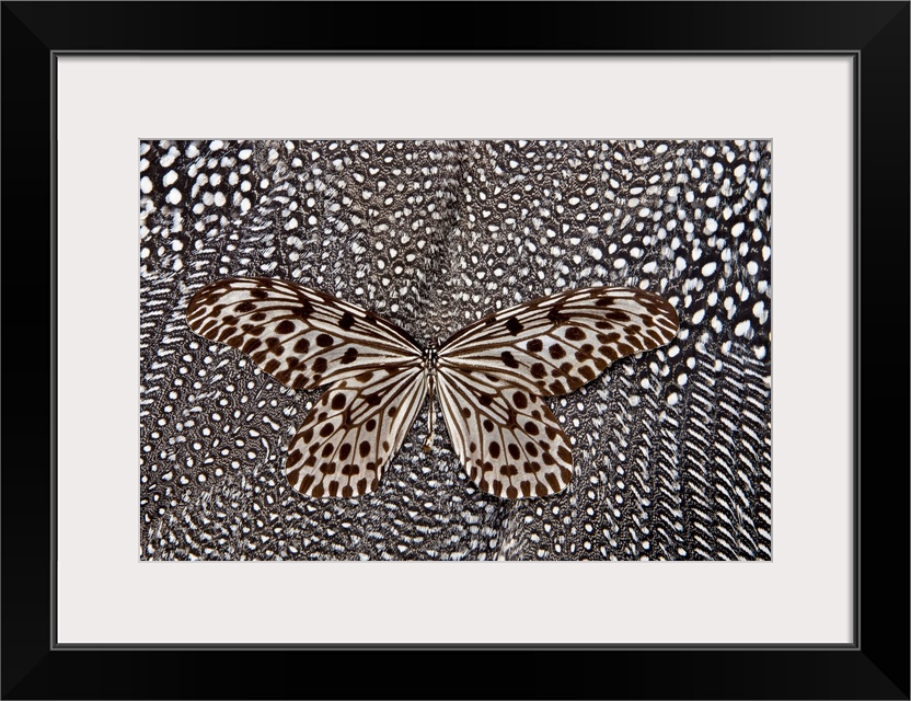 Paper Kite butterfly on black and white Guinea fowl feathers design, photography Sammamish, WA
