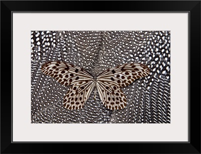 Paper Kite Butterfly On Black And White Guinea Fowl Feathers Design