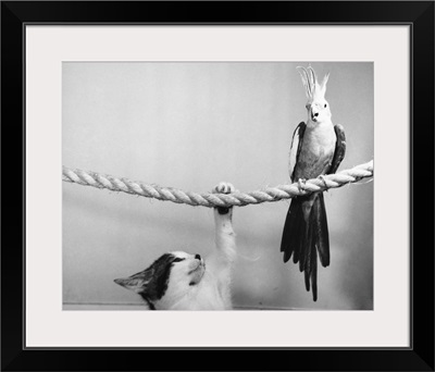 Parrot Perched On Rope, Cat Below