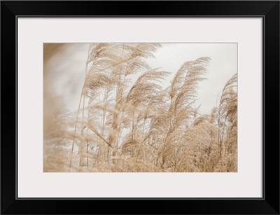 Pastel Pampas Grass