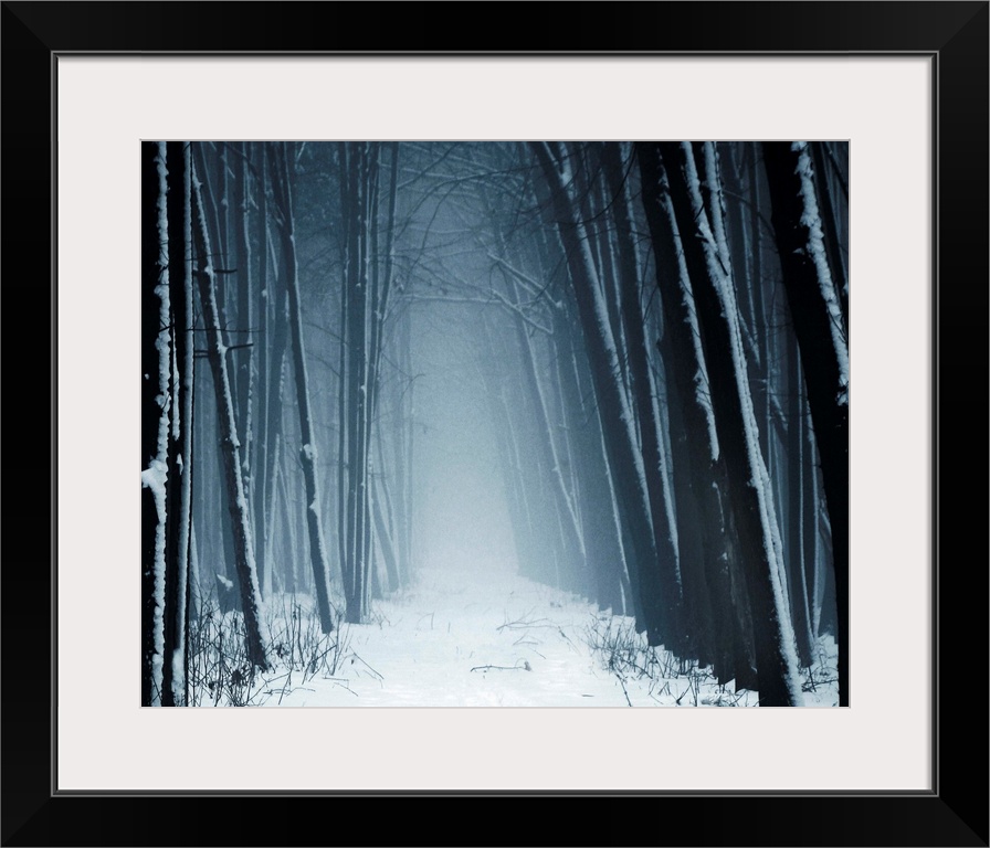 Path leading into mysterious forest in snow and fog.