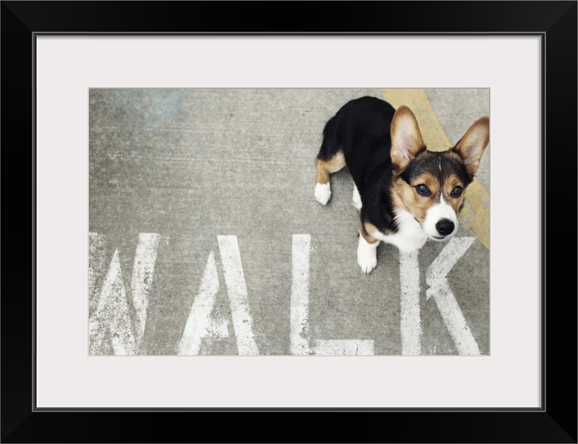 A Welsh Corgi looking up at the camera while standing next to a stenciled 'WALK' sign on the sidewalk.