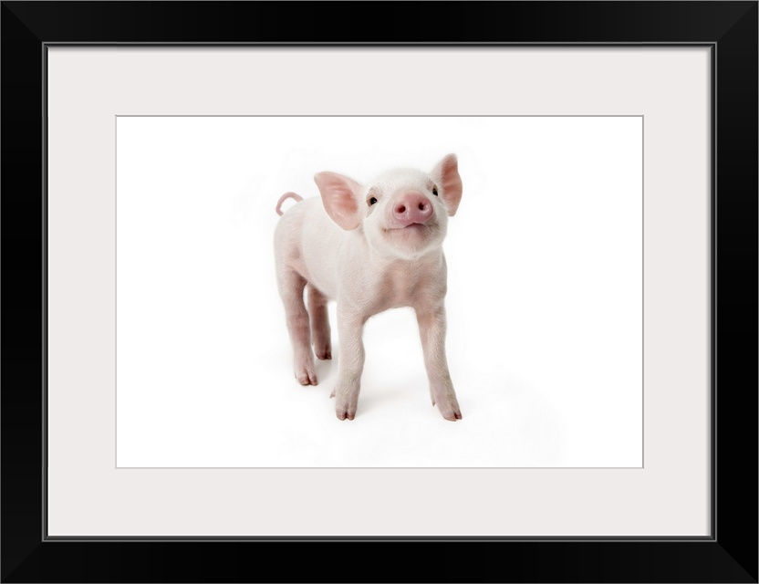 Pig standing looking up, white background