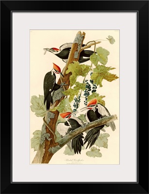 Pileated Woodpecker By John James Audubon
