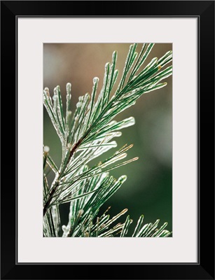 Pine needles coated in ice