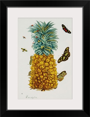 Pineapple Illustration From The Little Book Of Wonders Of The Tropics