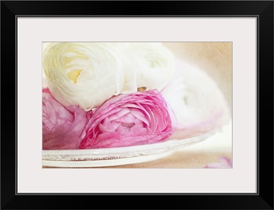 Pink and white ranunculus flowers in glass plate.