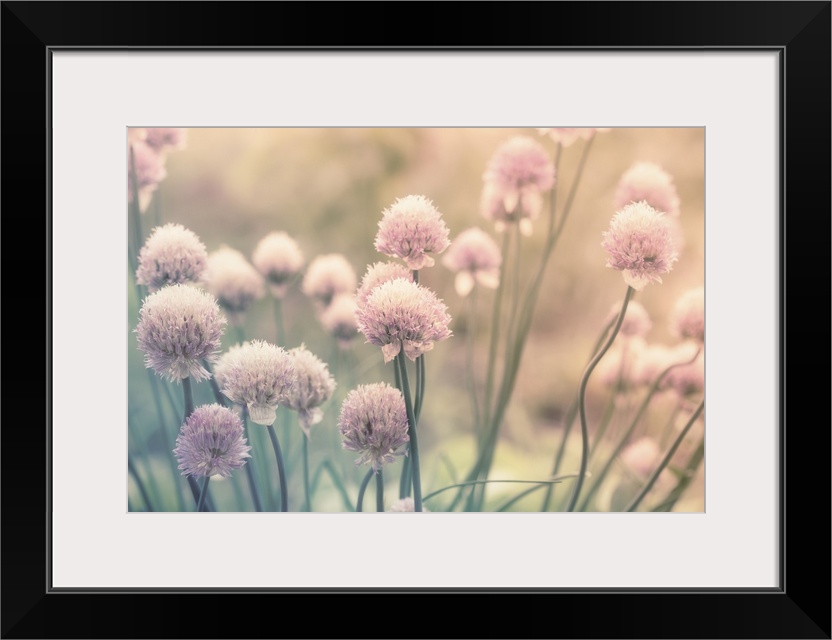 Pink Flowers On The Meadow