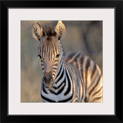 Plains zebra foal, Mkuze Game Reserve, KwaZulu-Natal Province, South Africa