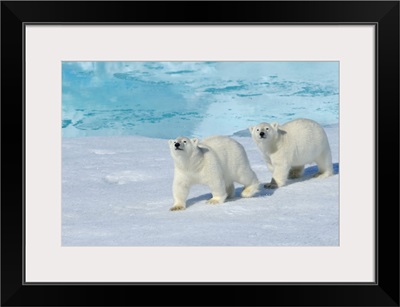 Polar bear, two cups on pack ice, North East Greenland Coast, Greenland, Arctic