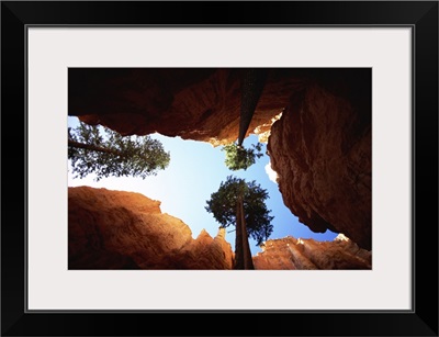 Ponderosa Pine and limestone walls, Utah