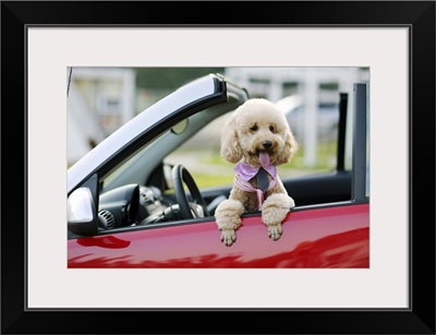 Poodle sitting in the passenger-side  of a red car