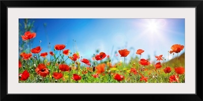 Poppies In Field With Blue Sky