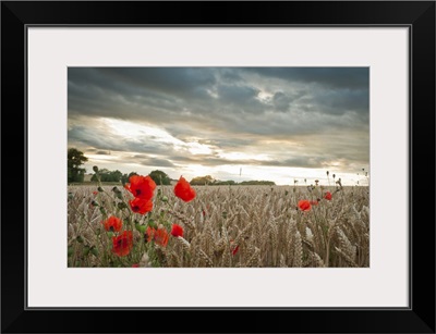 Poppies in wheat field with clouds