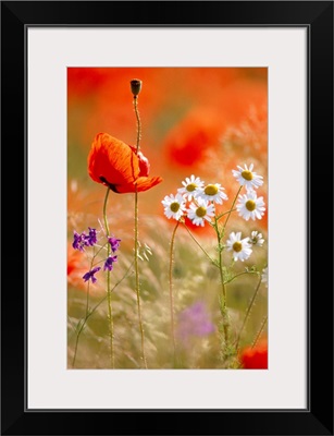 Poppy, Camomile And Larkspur