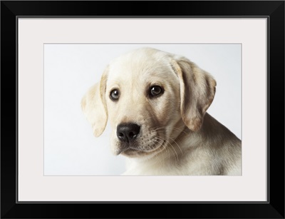 Portrait of blond Labrador Retriever Puppy