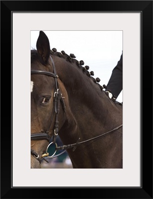 Portrait of dressage horse