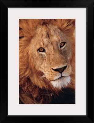 Portrait of male lion , Ngorongoro , Tanzania