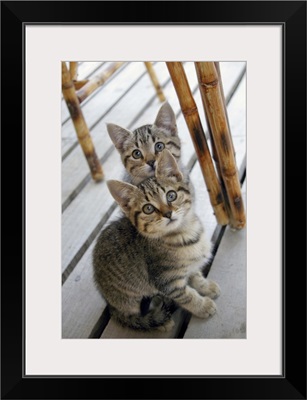 Portrait of two kittens