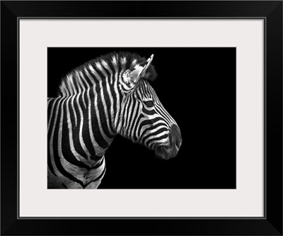 Portrait of zebra in black and white on black background. Taken at Nashville Zoo.