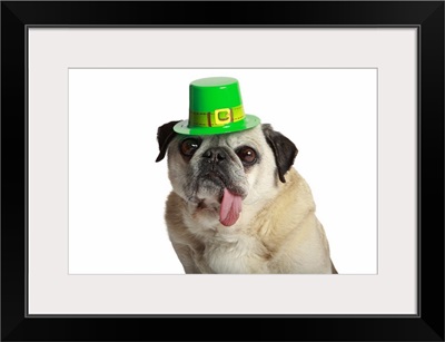 Pug wearing a leprechaun hat with his tongue hanging