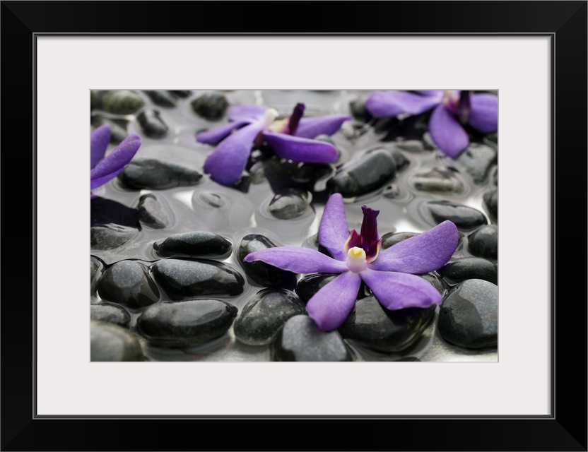 Purple orchids on wet rocks