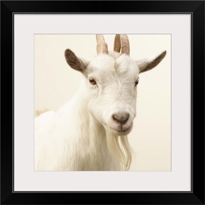 Pygmy Goat, Washington, USA