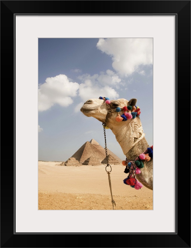 pyramids at giza area with tourist camel foreground