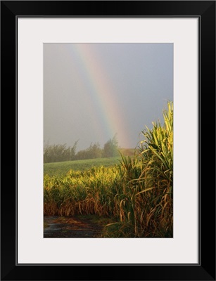 Rainbow arching into field behind stream, Hawaii