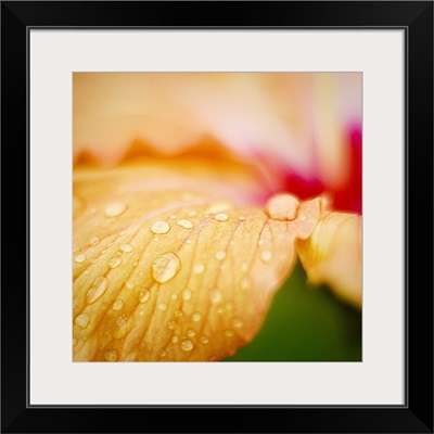 Raindrops on delicate petals