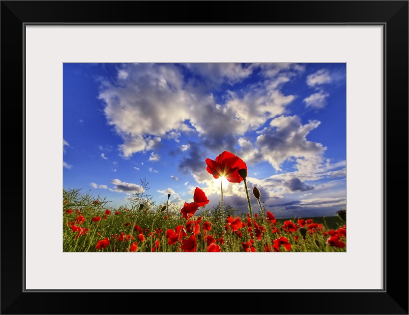 Poppy flowers against cloudy sky with sun.