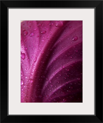 Red Cabbage Leaf with Water Droplets