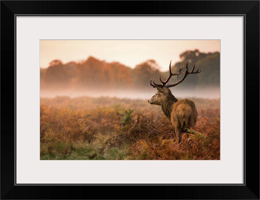 Red deer stagon a foggy autumn morning in Richmond Park.