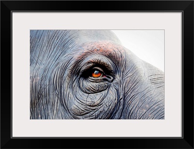 Red eye of an elephant