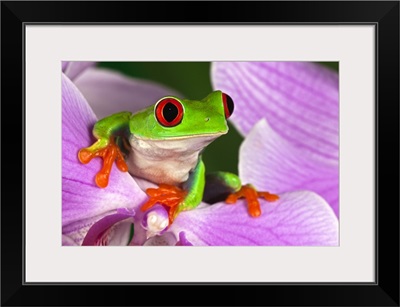 Red-eyed tree frog on flower