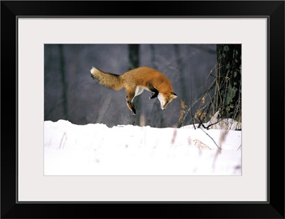 Red Fox Jumping In The Snow